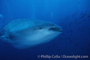 Whale shark, Rhincodon typus, Darwin Island
