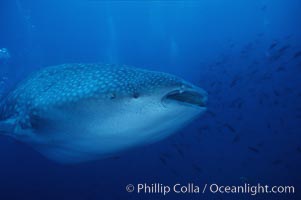 Whale shark, Rhincodon typus, Darwin Island