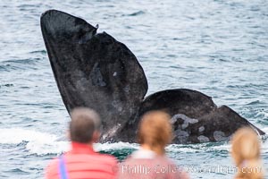 Whale watching along Playa El Doradillo, Valdes Peninsula, Argentina. At Playa El Doradillo, whales come so close to shore people can simply stand on the beach and watch Southern Right Whales just a few yards away, Eubalaena australis, Puerto Piramides, Chubut