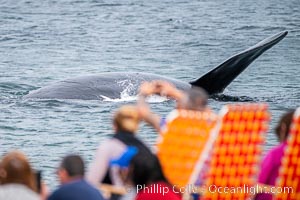 Whale watching along Playa El Doradillo, Valdes Peninsula, Argentina. At Playa El Doradillo, whales come so close to shore people can simply stand on the beach and watch Southern Right Whales just a few yards away, Eubalaena australis, Puerto Piramides, Chubut