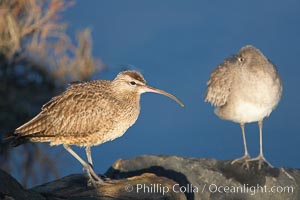 Whimbrel on sand, Numenius phaeopus, San Diego River