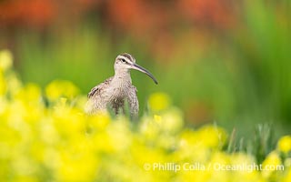 Whimbrel Foraging Amidst Spring Wildflowers on Coast Walk, La Jolla, Numenius phaeopus