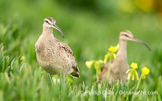 Whimbrel Foraging Amidst Spring Wildflowers on Coast Walk, La Jolla, Numenius phaeopus