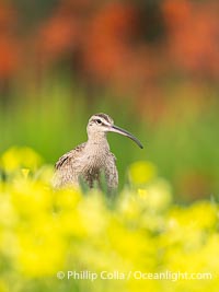 Whimbrel Foraging Amidst Spring Wildflowers on Coast Walk, La Jolla, Numenius phaeopus