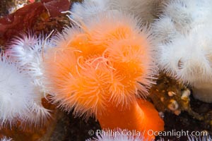 White and orange plumose anemones Metridium senile, Vancouver Island