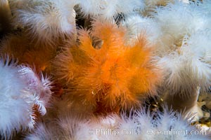 White and orange plumose anemones Metridium senile, Vancouver Island, Metridium senile