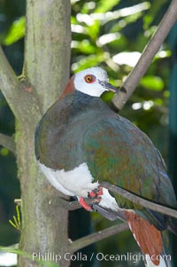 White-breasted imperial pidgeon, native to Sulawesi, Ducula forsteni