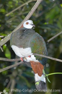 White-breasted imperial pidgeon, native to Sulawesi, Ducula forsteni