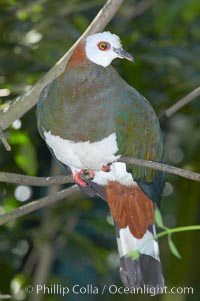 White-breasted imperial pidgeon, native to Sulawesi, Ducula forsteni