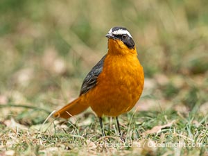 White-browed Robin-Chat, Cossypha heuglini, Mara North Conservancy, Kenya, Cossypha heuglini