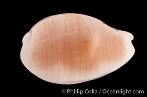 White Clandestine Cowrie, Cypraea clandestina candida