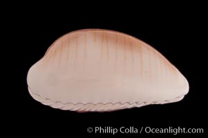 White Clandestine Cowrie, Cypraea clandestina candida