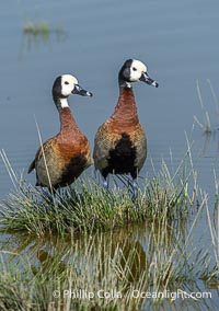 White-Faced Whistling Duck in Lake Kioko, Dendrocygna viduata, Amboseli National Park, Dendrocygna viduata