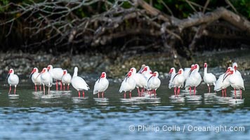 White Ibis gather on shore, Eudocimus albus, Alafia Banks, Florida, Eudocimus albus, Alafia Banks Critical Wildlife Area, Tampa