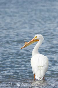 White pelican, breeding adult with fibrous plate on upper mandible of bill, Batiquitos Lagoon, Pelecanus erythrorhynchos, Carlsbad, California