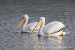 White pelicans, Pelecanus erythrorhynchos, San Elijo Lagoon, Encinitas, California