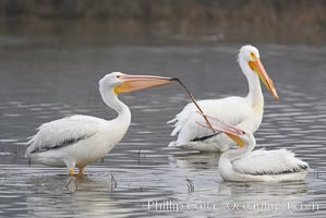 White pelicans, Pelecanus erythrorhynchos, San Elijo Lagoon, Encinitas, California