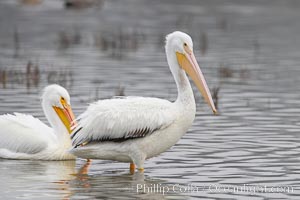 White pelicans, Pelecanus erythrorhynchos, San Elijo Lagoon, Encinitas, California