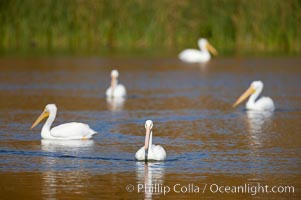 White pelican, Pelecanus erythrorhynchos, Santee Lakes