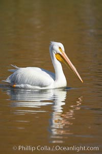 White pelican, Pelecanus erythrorhynchos, Santee Lakes