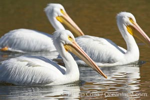 White pelican, Pelecanus erythrorhynchos, Santee Lakes