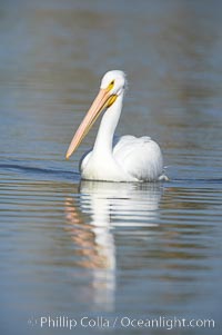 White pelican, Pelecanus erythrorhynchos, Santee Lakes