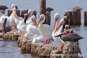 White pelicans and brown pelicans stand together on salt-encrusted pier pilings on the Salton Sea, Pelecanus erythrorhynchos, Pelecanus occidentalis, Imperial County, California