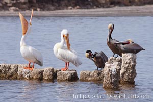 White pelicans and brown pelicans stand together on salt-encrusted pier pilings on the Salton Sea, Pelecanus erythrorhynchos, Pelecanus occidentalis, Imperial County, California