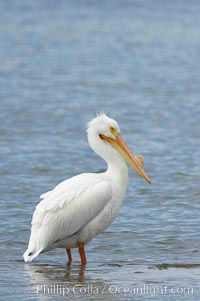 White pelican, breeding adult with fibrous plate on upper mandible of bill, Batiquitos Lagoon, Pelecanus erythrorhynchos, Carlsbad, California