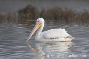 White pelican, Pelecanus erythrorhynchos, San Elijo Lagoon, Encinitas, California