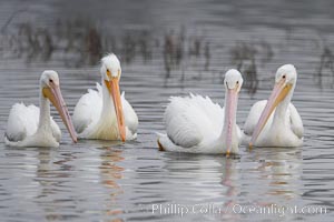 White pelicans, Pelecanus erythrorhynchos, San Elijo Lagoon, Encinitas, California