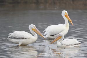 White pelicans, Pelecanus erythrorhynchos, San Elijo Lagoon, Encinitas, California