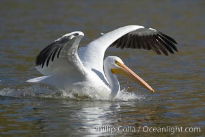 White pelican, Pelecanus erythrorhynchos, Santee Lakes