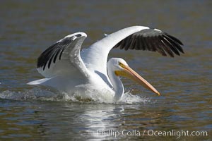 White pelican, Pelecanus erythrorhynchos, Santee Lakes