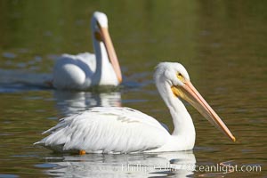 White pelican, Pelecanus erythrorhynchos, Santee Lakes