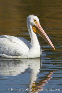 White pelican, Pelecanus erythrorhynchos, Santee Lakes