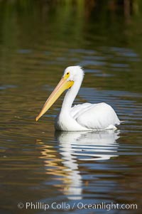 White pelican, Pelecanus erythrorhynchos, Santee Lakes