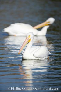 White pelican, Pelecanus erythrorhynchos, Santee Lakes