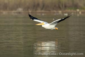White pelican flying over Lake Hodges, Pelecanus erythrorhynchos, San Diego, California