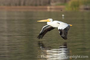 White pelican flying over Lake Hodges, Pelecanus erythrorhynchos, San Diego, California