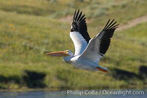 White pelican flies over the Yellowstone River, Pelecanus erythrorhynchos, Hayden Valley, Yellowstone National Park, Wyoming