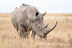 White Rhinocerus, Nairobi National Park, Ceratotherium simum