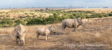 White Rhinocerus, Nairobi National Park, Ceratotherium simum