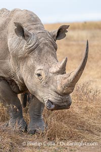 White Rhinocerus, Nairobi National Park, Ceratotherium simum