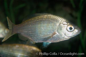 White seaperch, Phanerodon furcatus