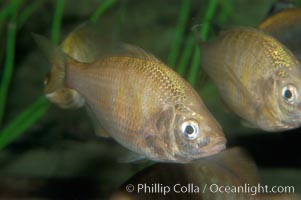 White seaperch, Phanerodon furcatus