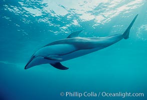 Pacific white sided dolphin, Lagenorhynchus obliquidens, San Diego, California