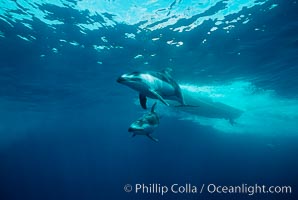 Pacific white sided dolphin, Lagenorhynchus obliquidens, San Diego, California