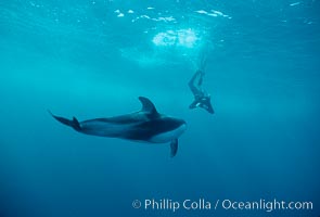 Pacific white sided dolphin, Lagenorhynchus obliquidens, San Diego, California