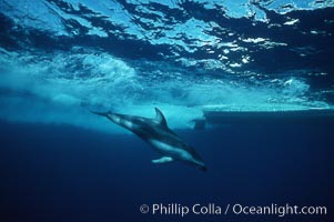 Pacific white sided dolphin, Lagenorhynchus obliquidens, San Diego, California